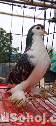 Shiraji male adult